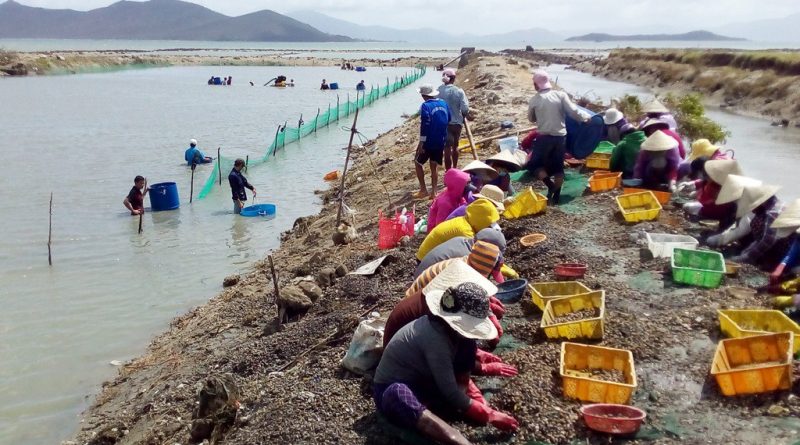 ốc hương chết hàng loạt, dân trắng tay sau bão