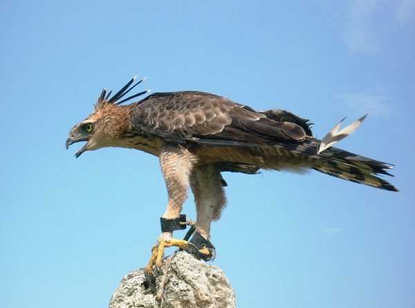 mơ thấy chim đại bàng