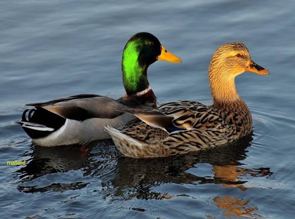 Mơ thấy vịt là điềm báo gì, đánh con gì?