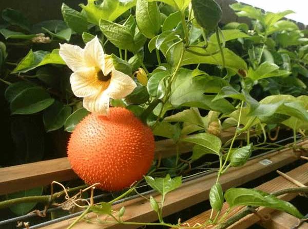 Mơ thấy quả gấc là điềm báo lành hay dữ? 