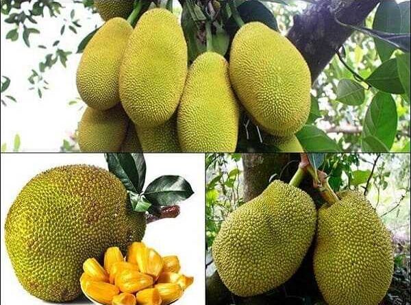 Mơ thấy quả mít điềm lành hay giữ