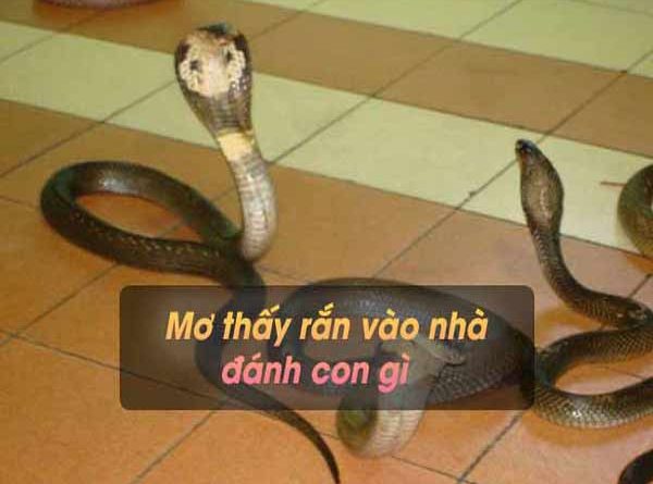 Giải mã giấc mơ thấy rắn vào nhà là điềm báo gì?