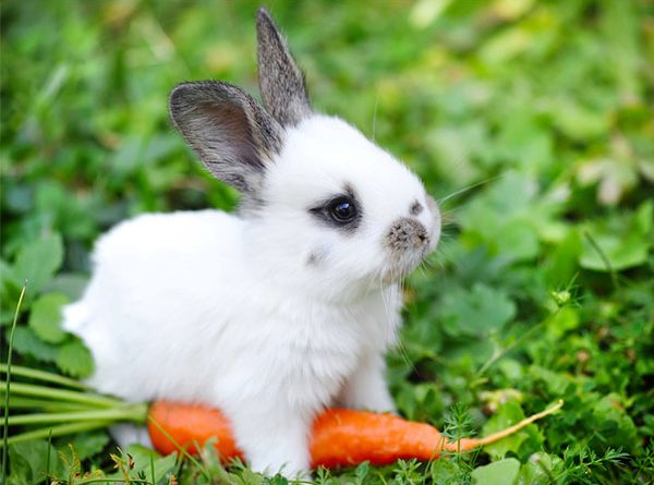 Giải mã giấc mơ thấy thỏ điềm báo gì?