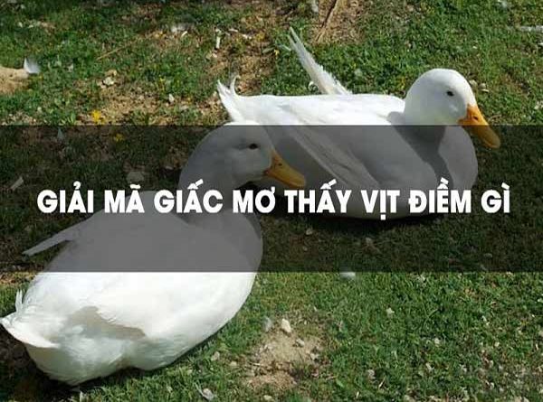 Giải mã giấc mơ thấy vịt điềm báo gì?