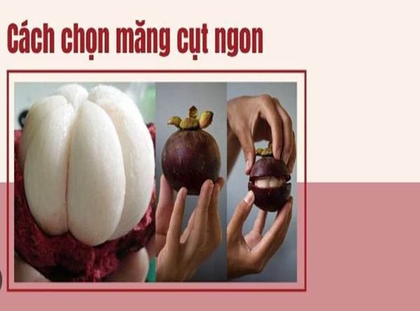 cach-chon-mang-cut-ngon-khong-suong-it-ai-biet
