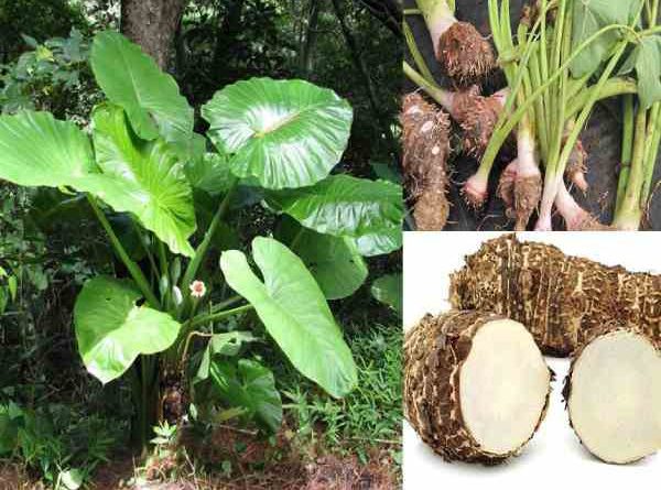 uống nước củ ráy có tác dụng gì