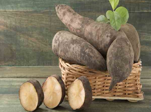 khoai sâm đất ăn như thế nào