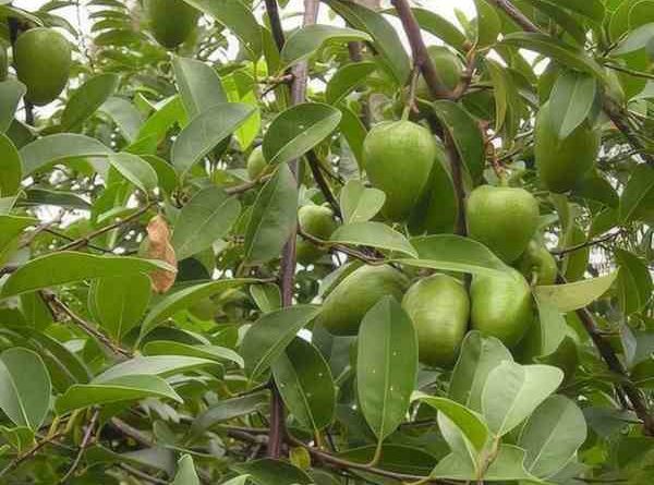 Cách ăn quả bình bát để tận dụng hết lợi ích sức khỏe