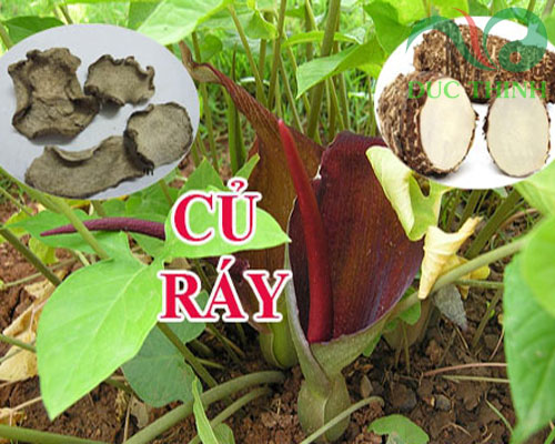 Cách chế biến và uống nước củ ráy