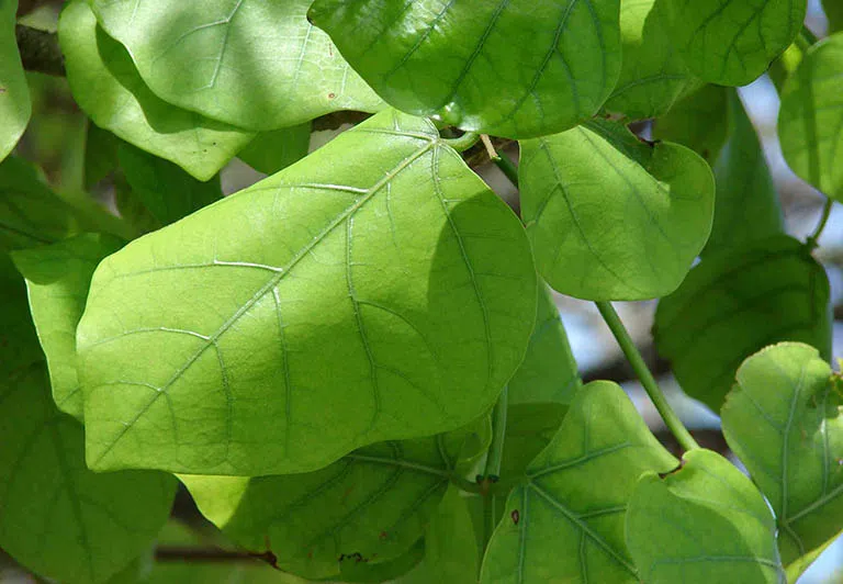  Sử dụng các loại thảo dược giúp ngủ ngon