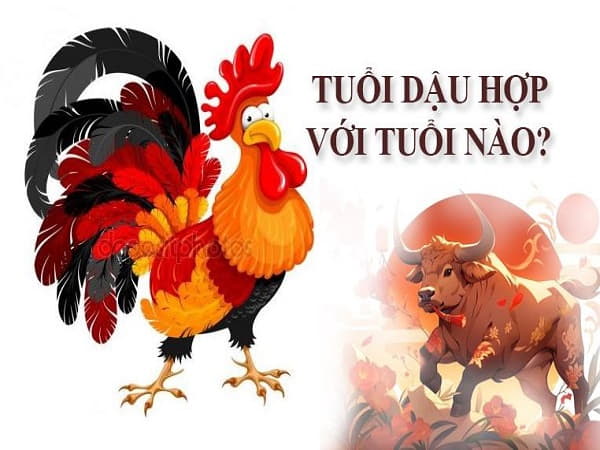 Tuổi Dậu hợp với tuổi Sửu nhất