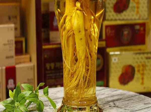 rượu sâm ngâm lâu năm có tốt không