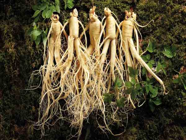 Những lưu ý khi sử dụng rượu sâm ngâm lâu năm