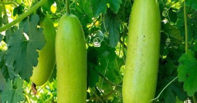 Hẹ có tác dụng gì với sức khỏe, sử dụng sao hiệu quả