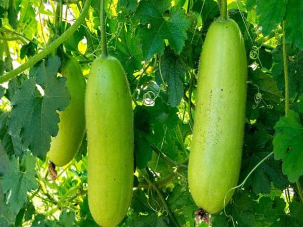 100g bầu bao nhiêu Calo
