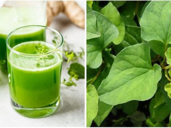 Những ai không nên ăn rau diếp cá sống