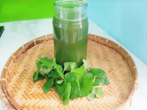 Tìm hiểu về rau diếp cá