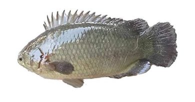 Khám phá cá rô số mấy trong dân gian để thu hút tài lộc