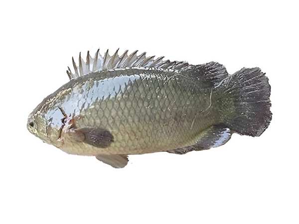 Ý nghĩa con cá rô trong tâm linh Ý nghĩa con cá rô trong tâm linh