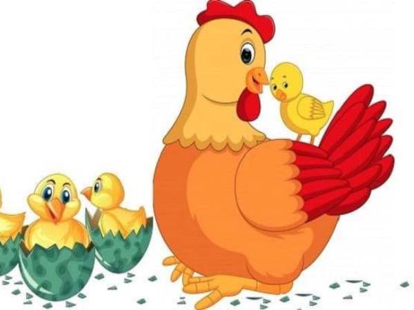 Giải mã con gà mái số mấy theo từng tình huống cụ thể Giải mã con gà mái số mấy theo từng tình huống cụ thể