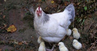 Con gà mái là số mấy và ý nghĩa gà mái trong tâm linh?