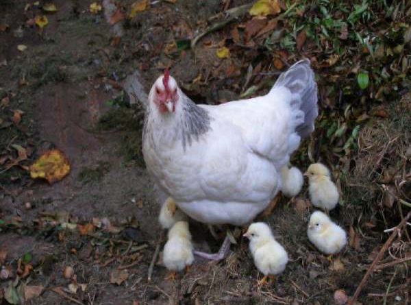 con gà mái là số mấy