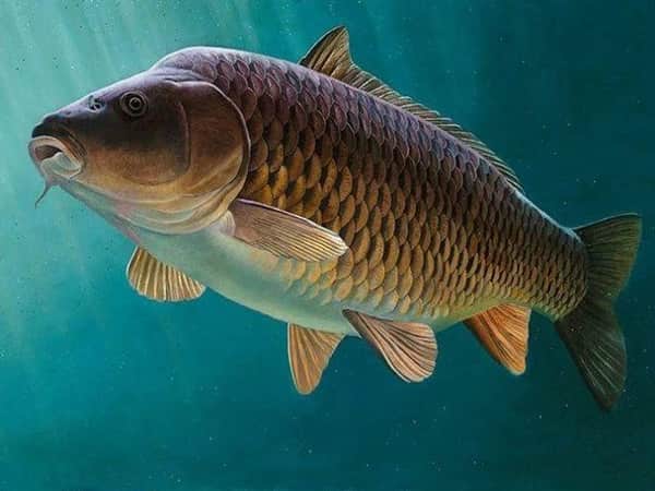 Cá chép số mấy theo quan niệm dân gian?