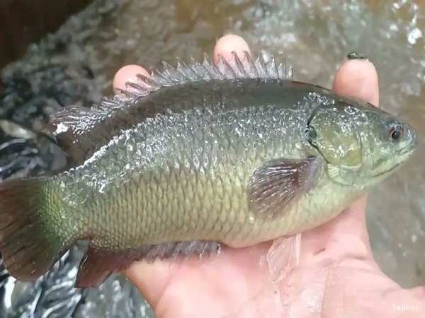 Cá rô số là số mấy trong dân gian? Cá rô số là số mấy trong dân gian?