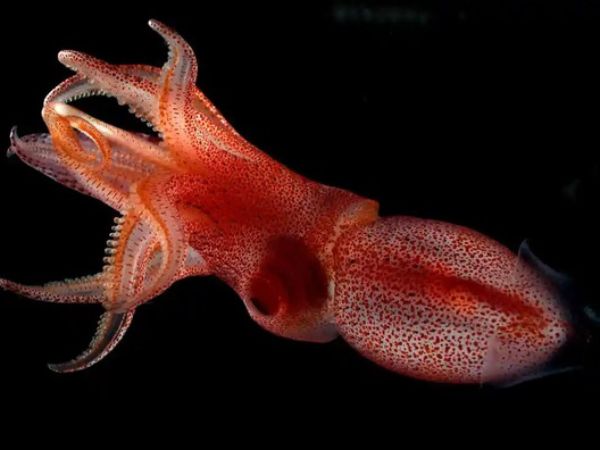 Ý nghĩa của con mực trong tâm linh và đời sống