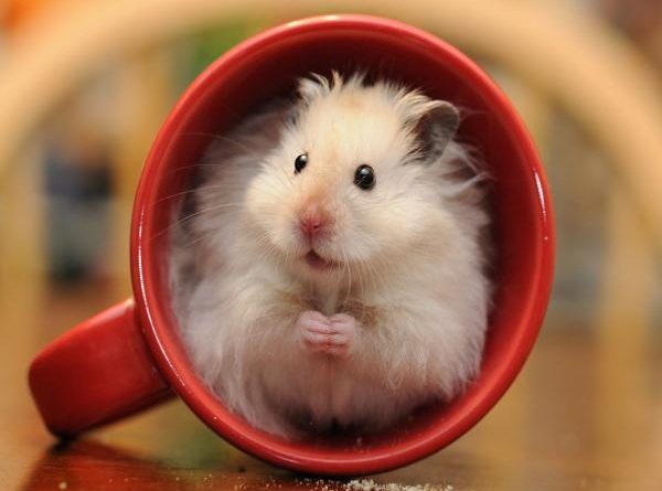 Con số tài lộc tuổi Nhâm Tý ngày 16/1/2026