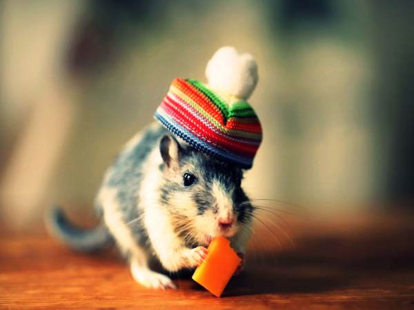 Phân tích con số may mắn tuổi Bính Tý ngày 14/1/2026