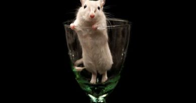 Phát tài với con số may mắn tuổi Bính Tý ngày 14/1/2026