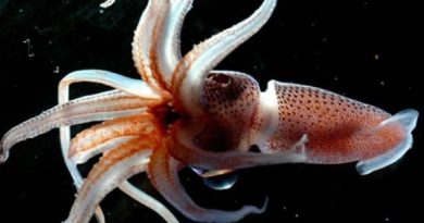 Con mực số mấy? Giải mã ý nghĩa con mực theo phong thủy