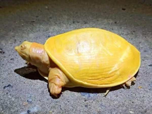 Nằm mơ thấy rùa vàng chọn con gì theo sổ mơ dân gian?