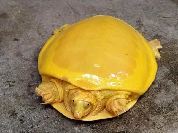 Mơ thấy rùa vàng có ý nghĩa gì theo tâm linh và phong thủy?