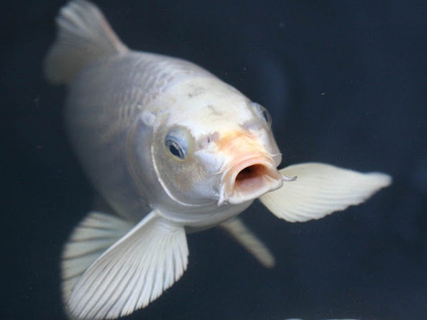 Nằm mơ thấy cá chép trắng là điềm gì, số gì vượng phát?