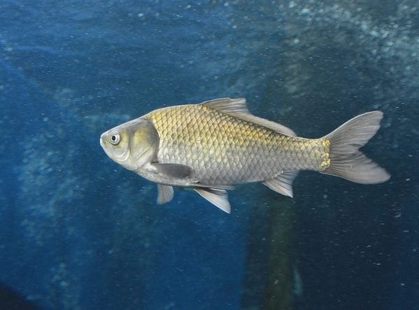 Nằm mơ thấy cá chép trắng là điềm gì, số gì vượng phát?