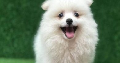 Nằm mơ thấy chó con màu trắng mang điềm báo gì, số lộc?