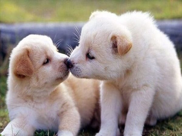 Giải mã chi tiết từng trường hợp mơ thấy chó con màu trắng