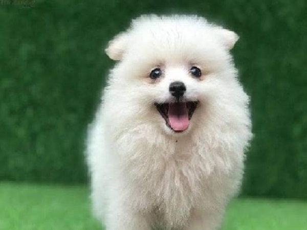 Nằm mơ thấy chó con màu trắng mang điềm báo gì?