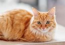 Nằm mơ thấy mèo vàng là điềm gì? Lộc đến hay vận xui?