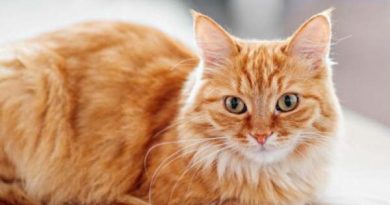 Nằm mơ thấy mèo vàng là điềm gì? Lộc đến hay vận xui?