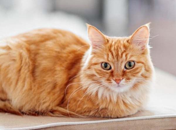 Nằm mê thấy mèo vàng nhìn mình